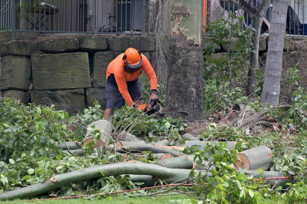 How Our Tree Care Process Works  in  Arcadia, CA